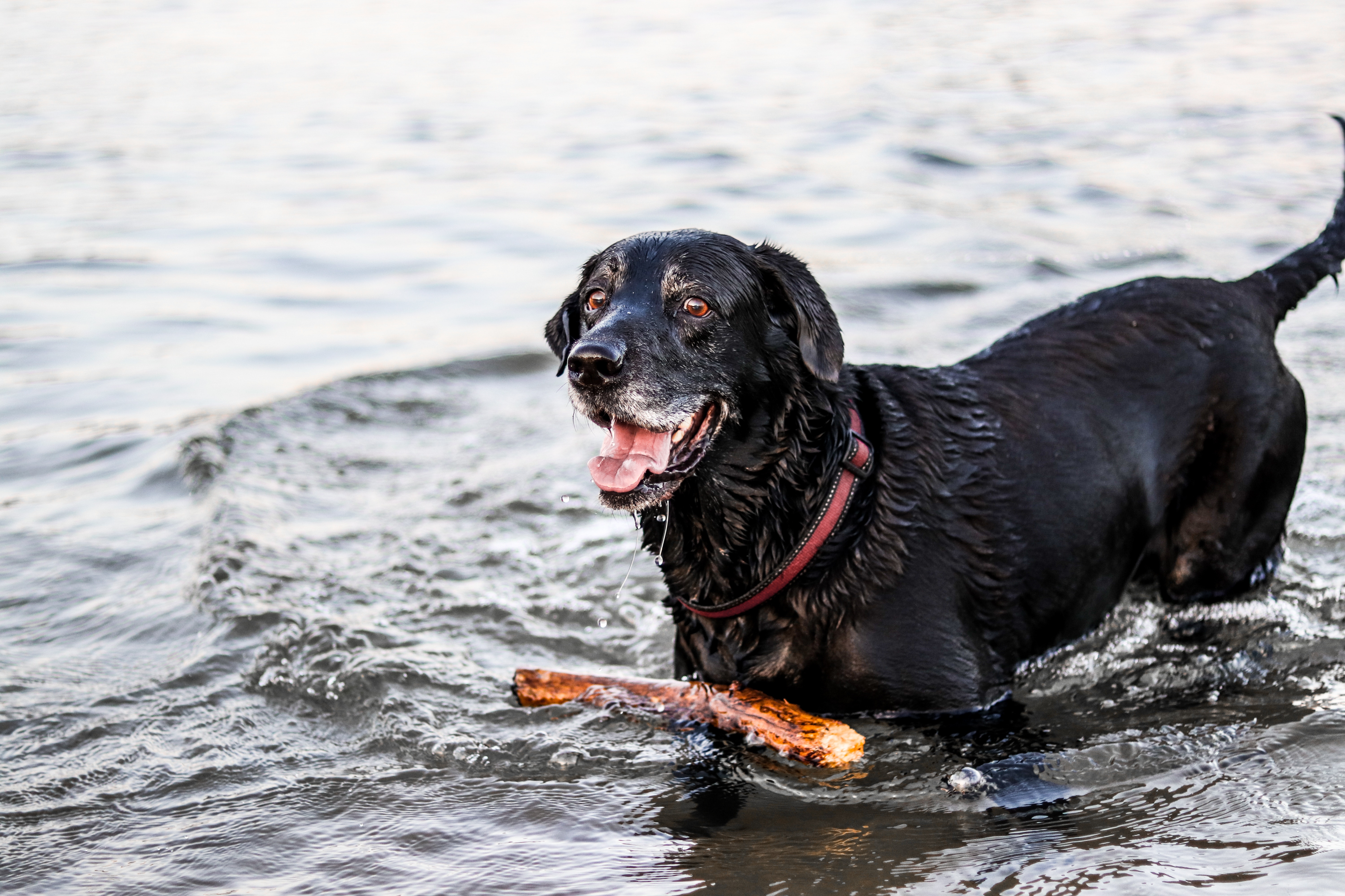a black lab fetching a stick in the water