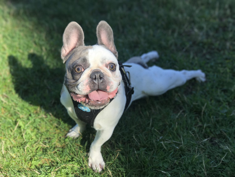 PetFriendly Vacation Rentals on the Oregon Coast Vacasa