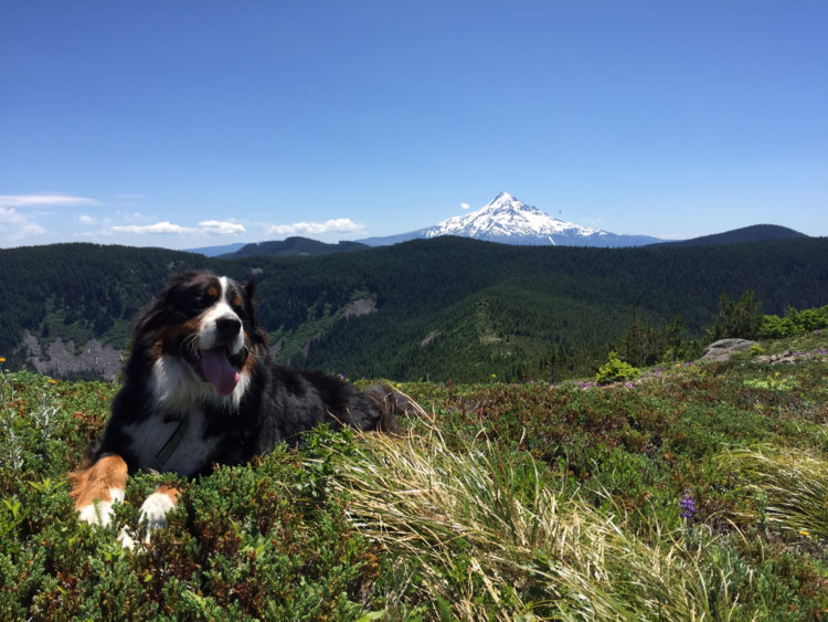 PetFriendly Vacation Rentals on the Oregon Coast Vacasa
