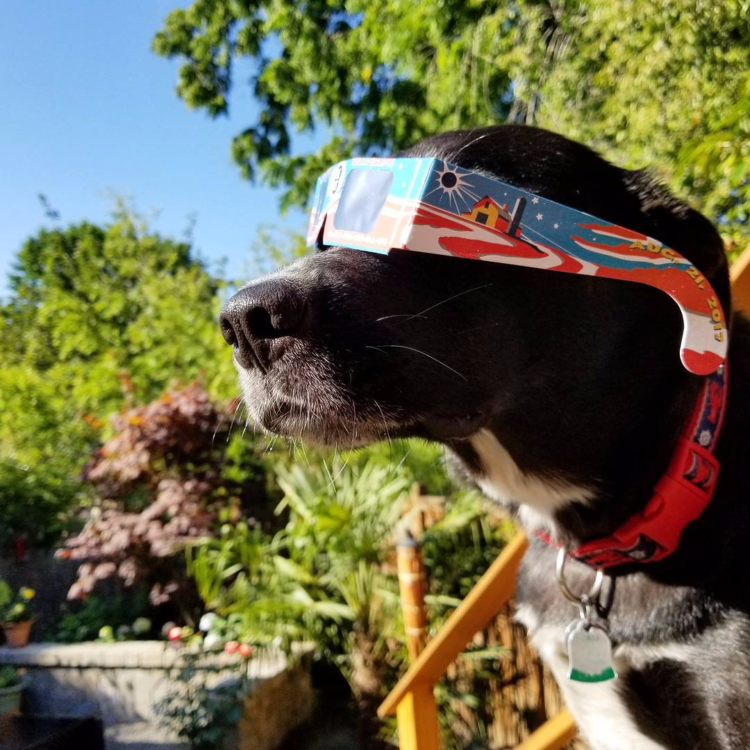 Vacasa Dogs’ Favorite PetFriendly Vacation Rentals on the Oregon Coast