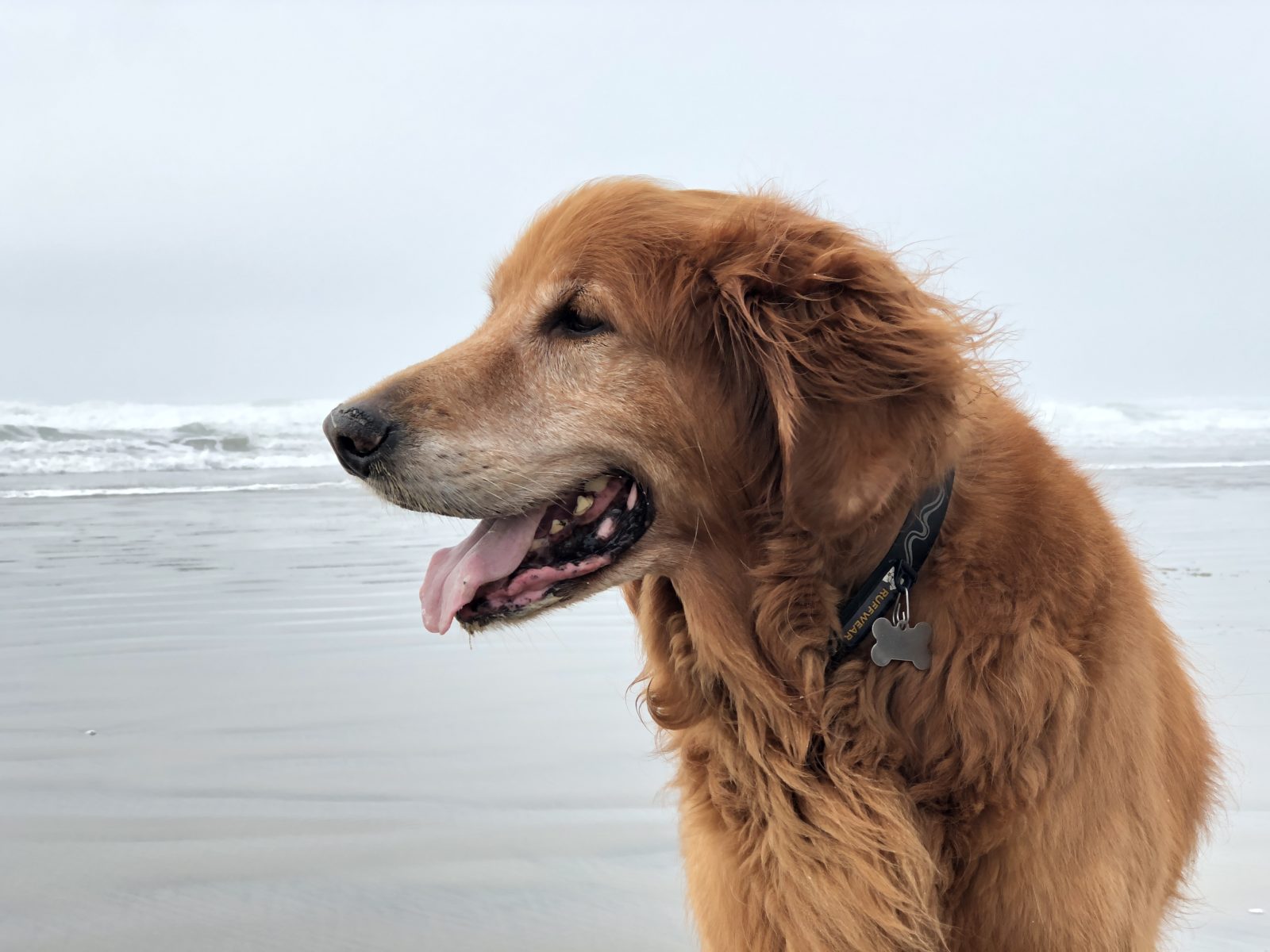 Vacasa dog: Oscar at the Oregon Coast