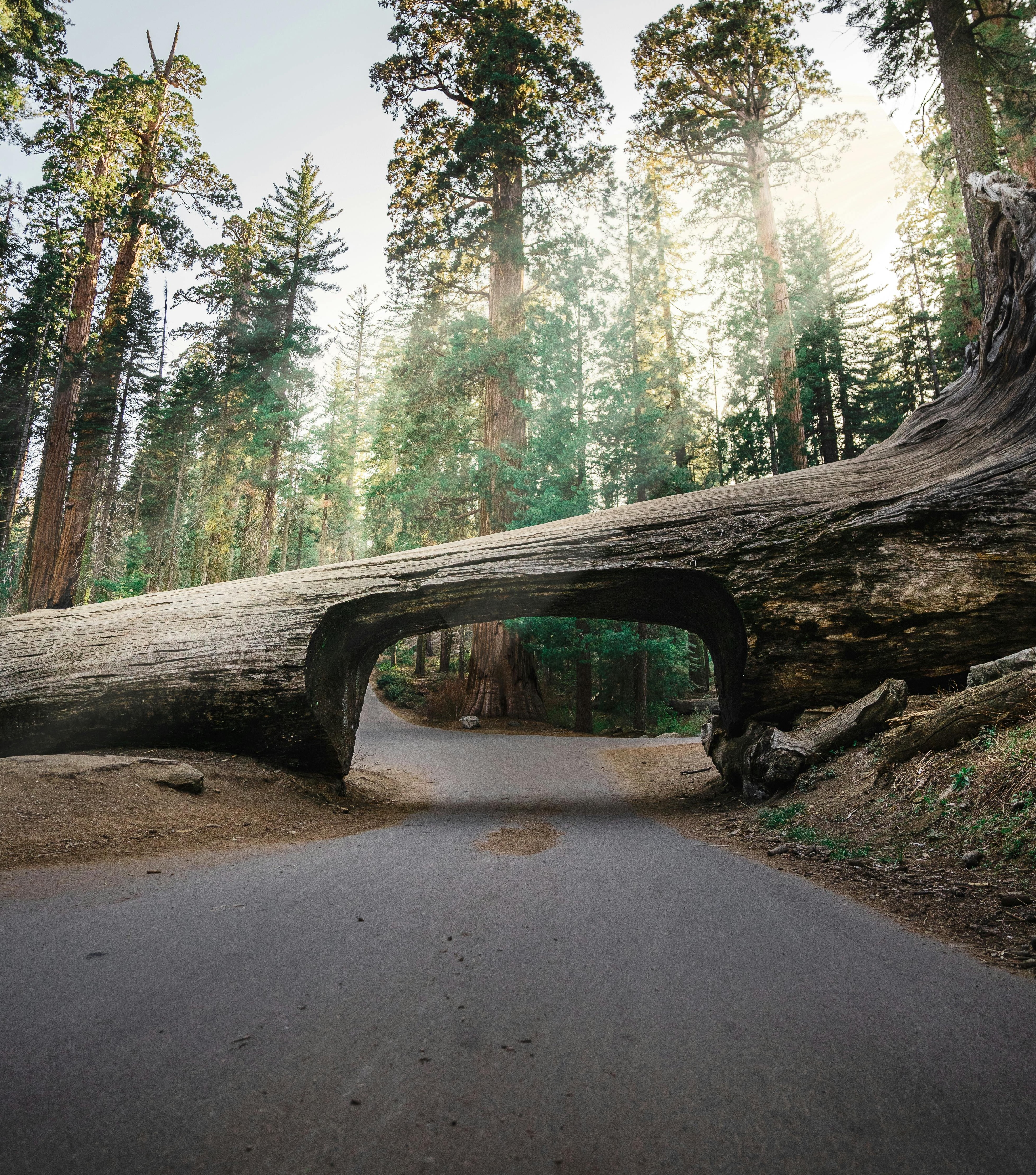 Redwoods tree that has a cut out for cars.
