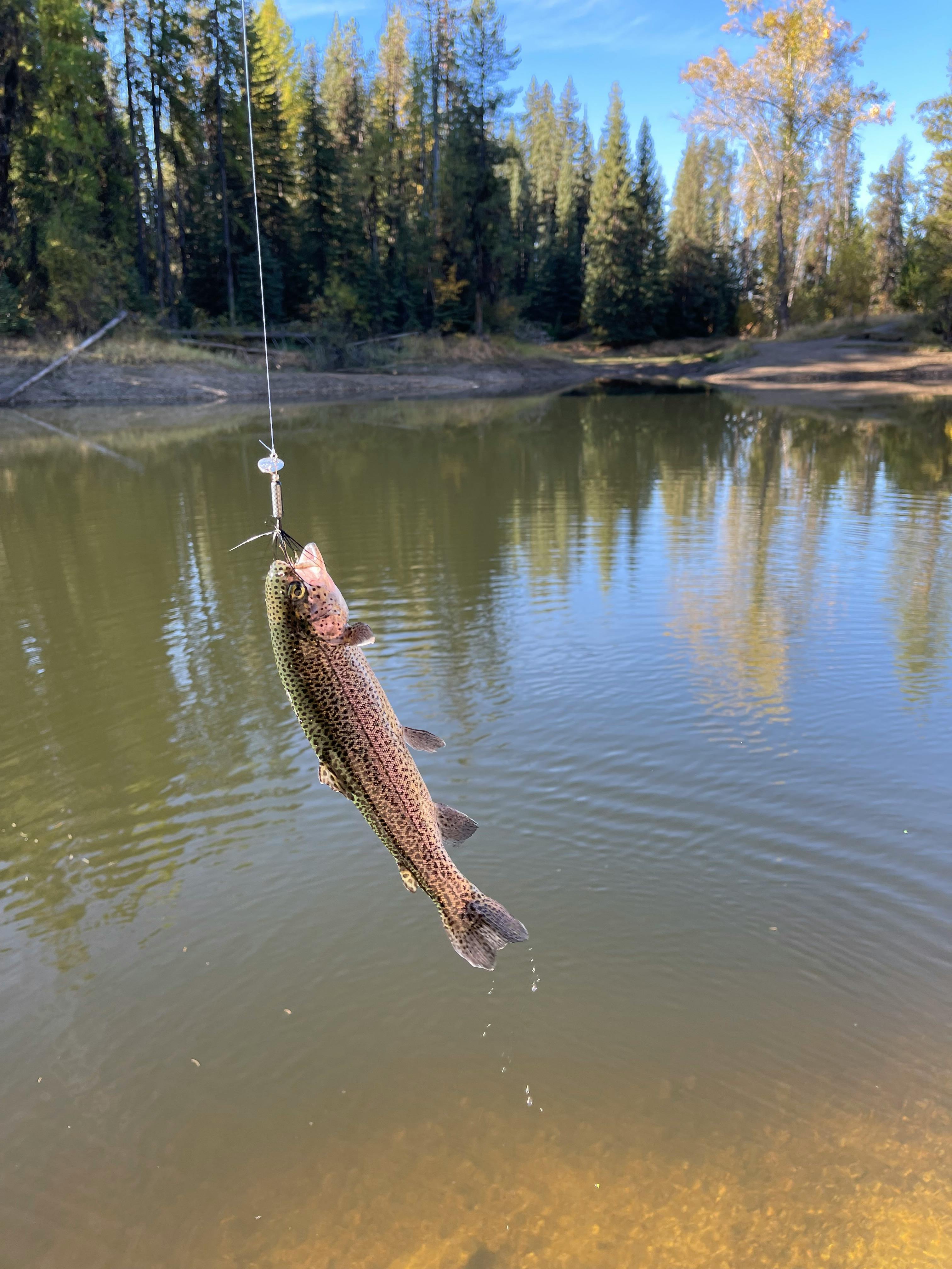 Fish on a hook at a lake.