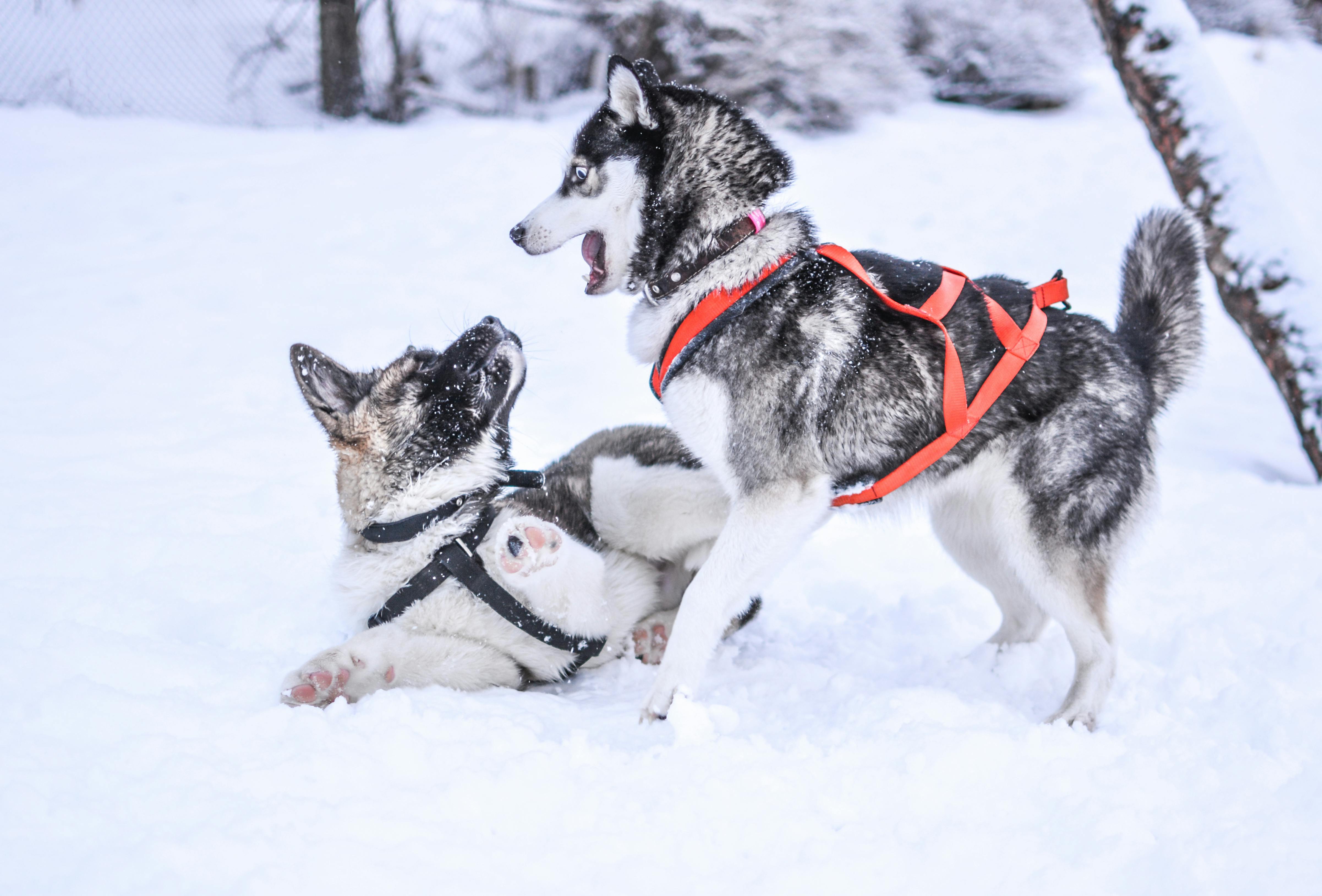 Two dogs wrastling.