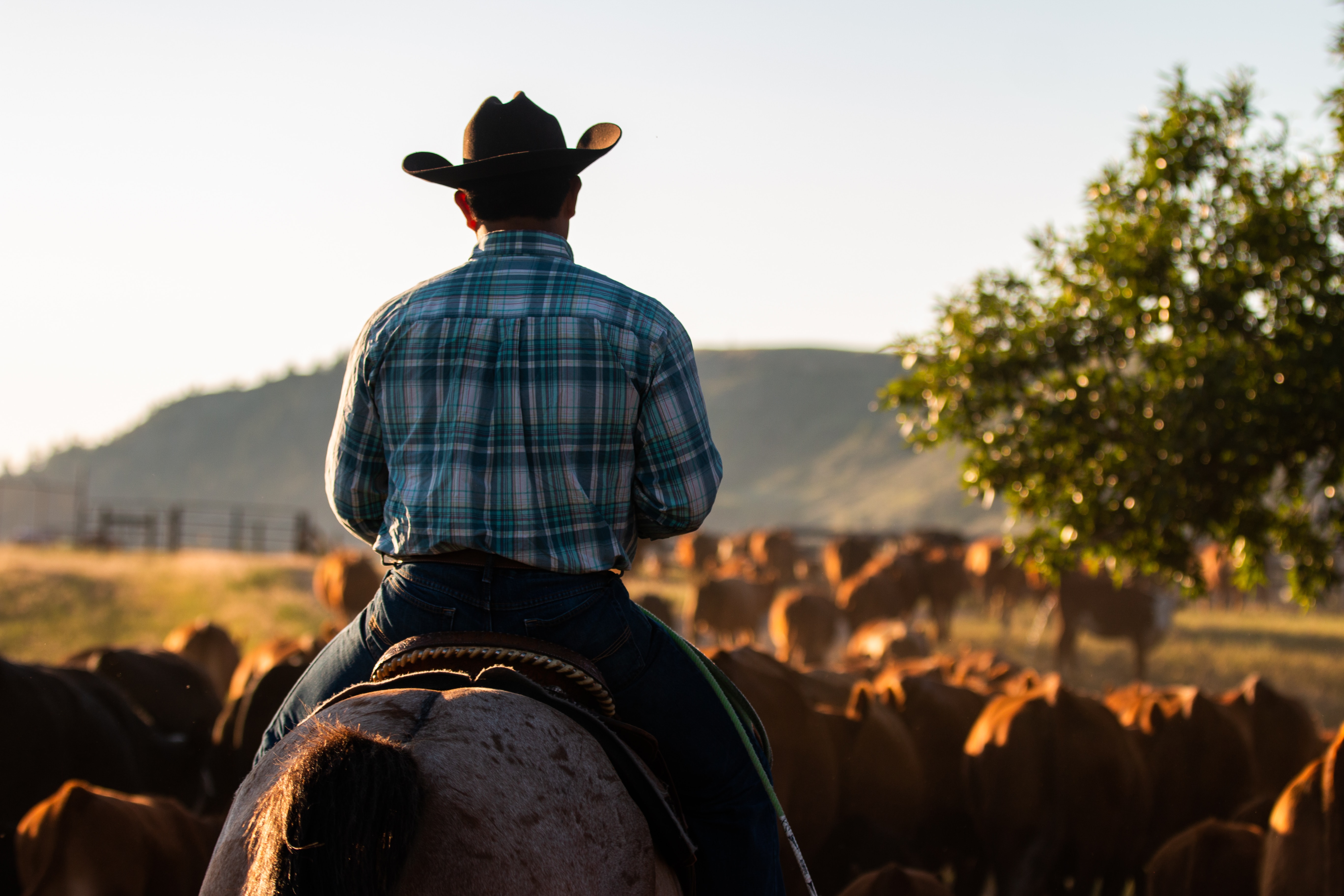 Cowboy riding a horse while wrangling cows.