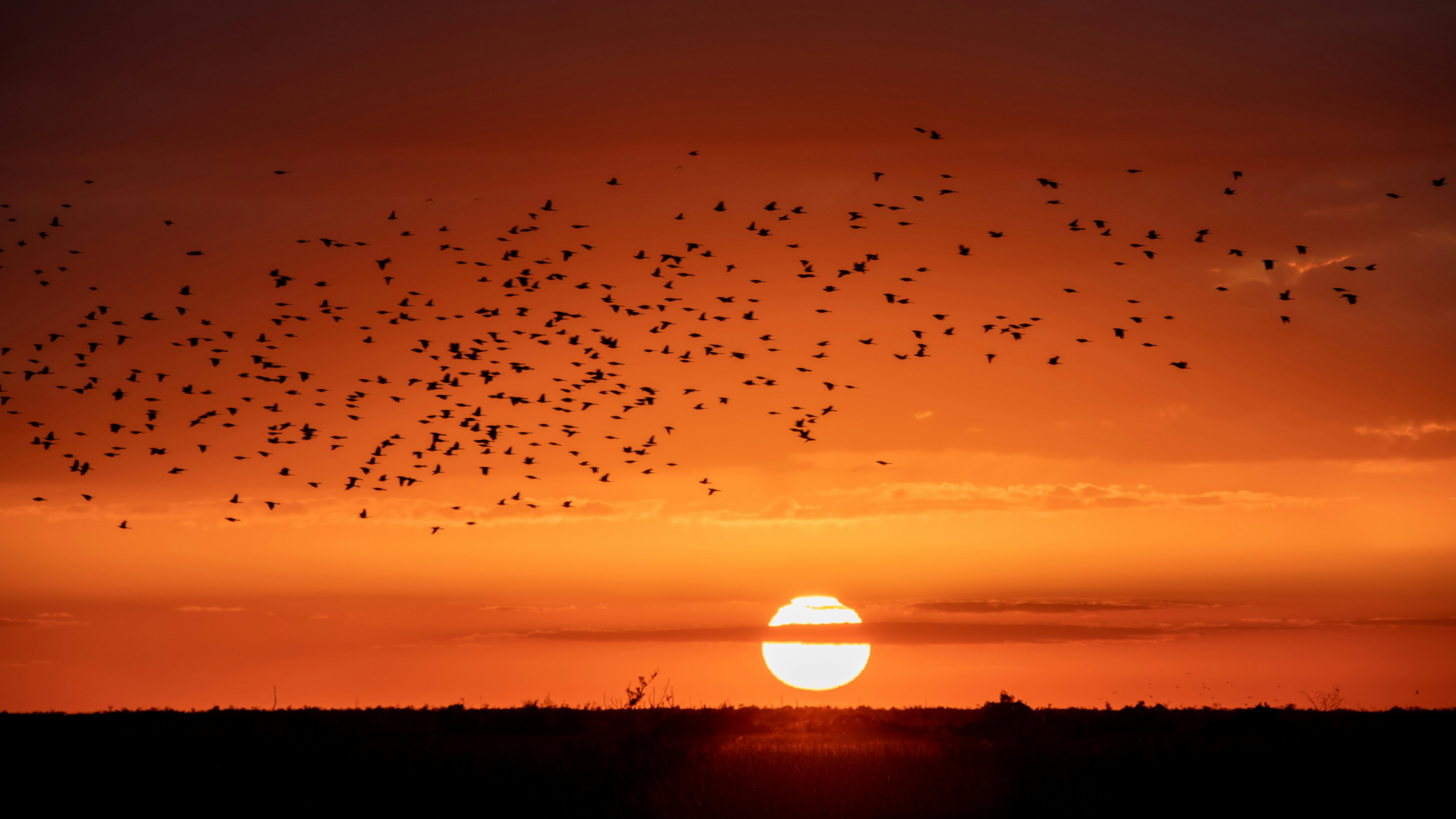 Florida Sunset lots of birds