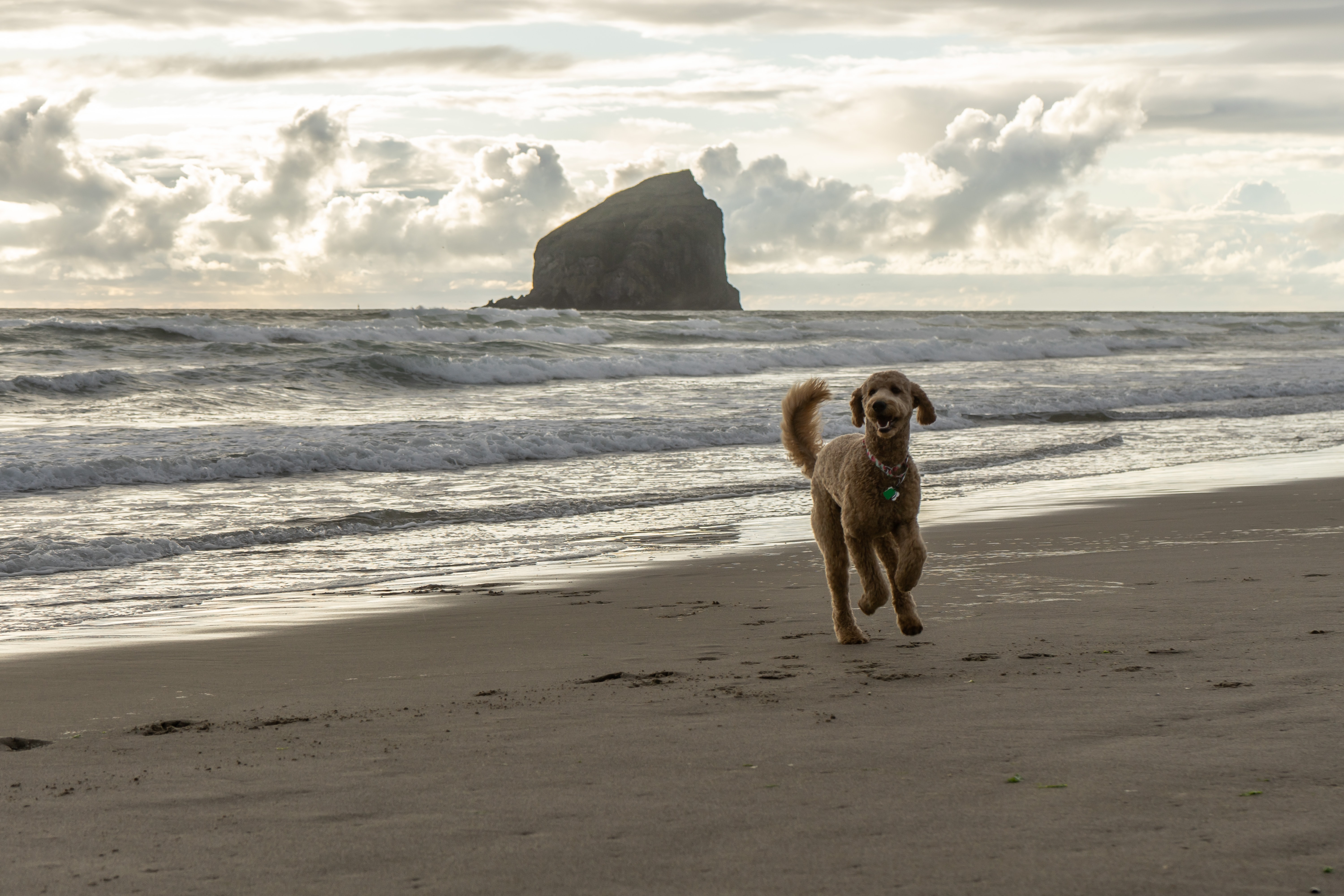 goldendoodle plays on the beach on the coast of Oregon
