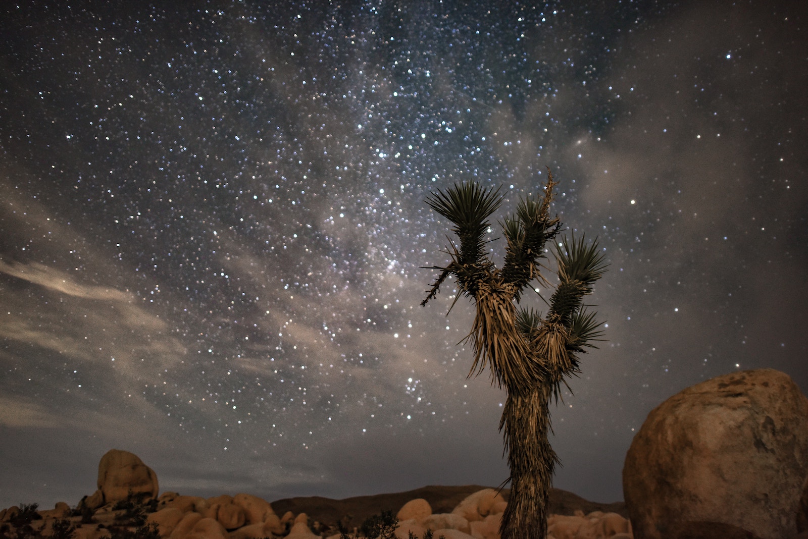 The night sky is filled with stars above a Joshua Tree