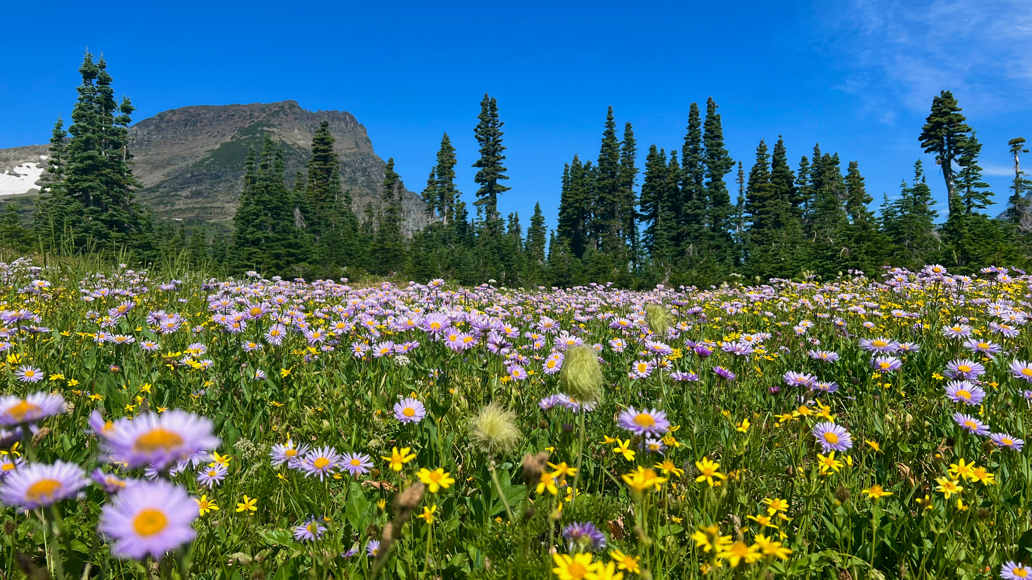 beautiful purple wildflowers grow in a field in front of a mountain in glacier county, mt