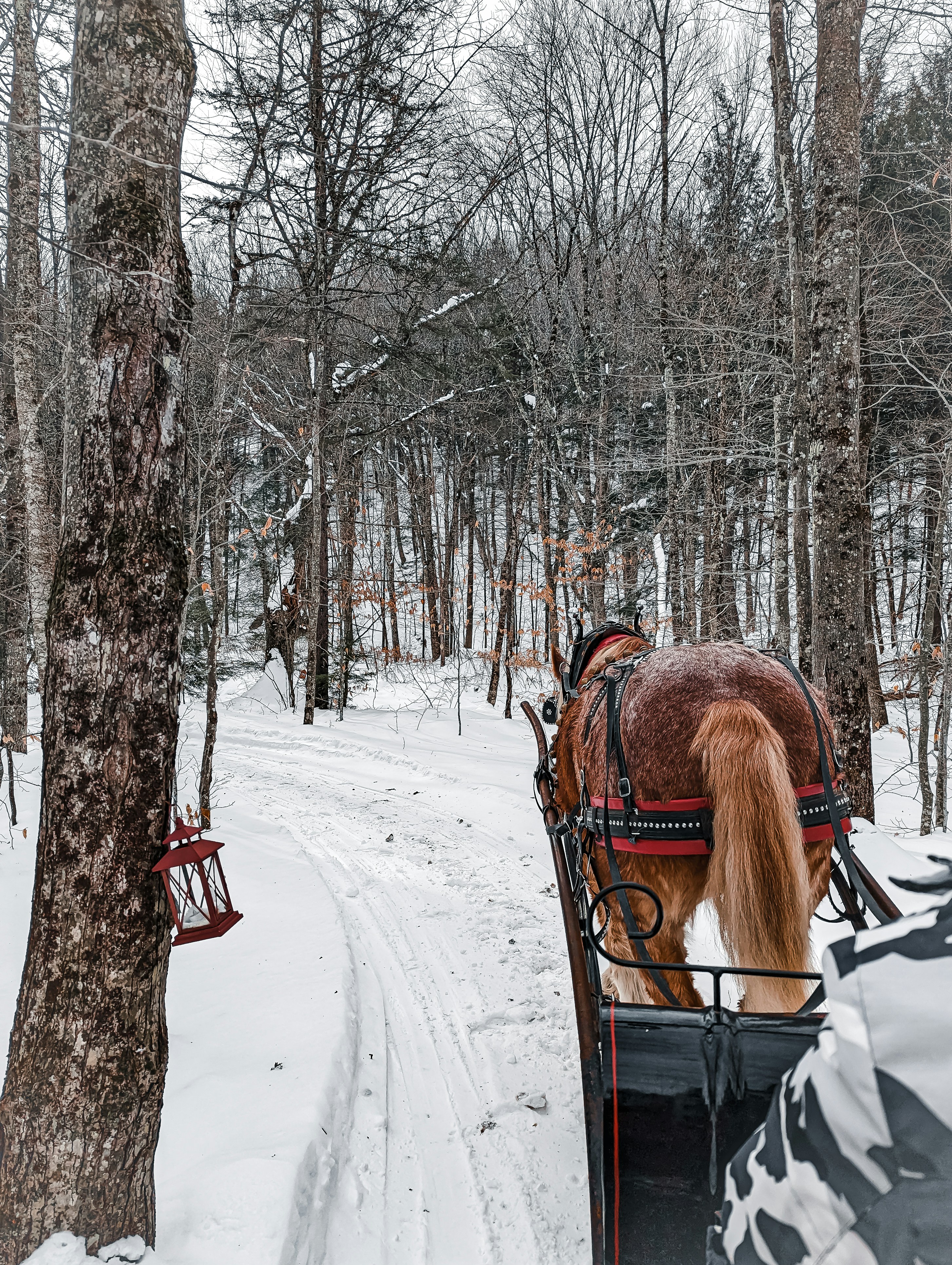 horse-drawn carriage ride through the snowy trails in stowe, vermont