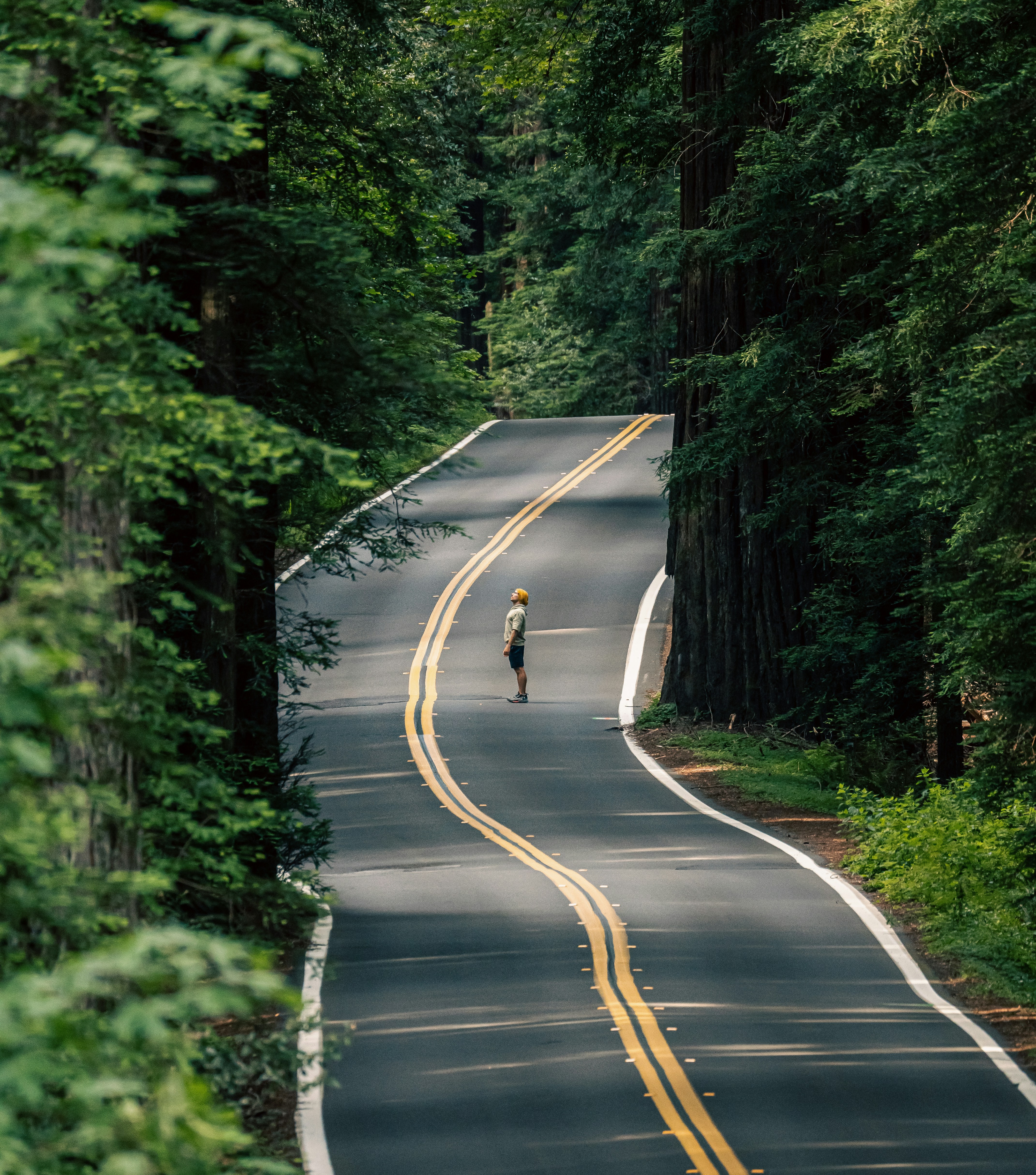 Man in the center of a road in the Avenue of the Giants