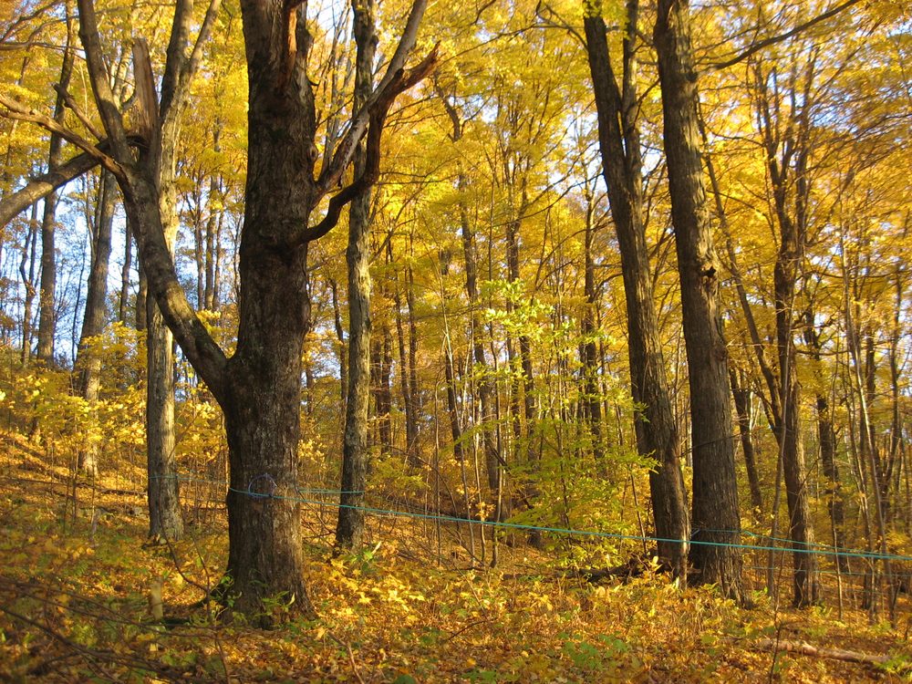 Visit A Real Life Sugar House On These Vermont Maple Syrup Tours | Vacasa