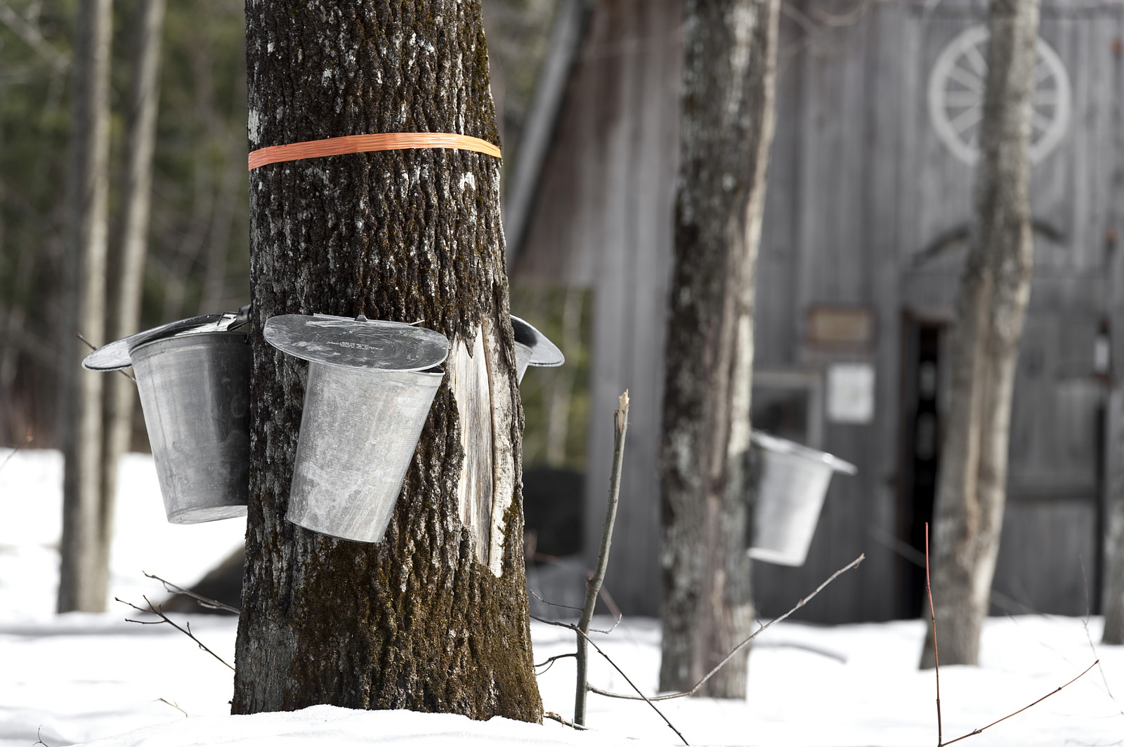 maple tree syrup